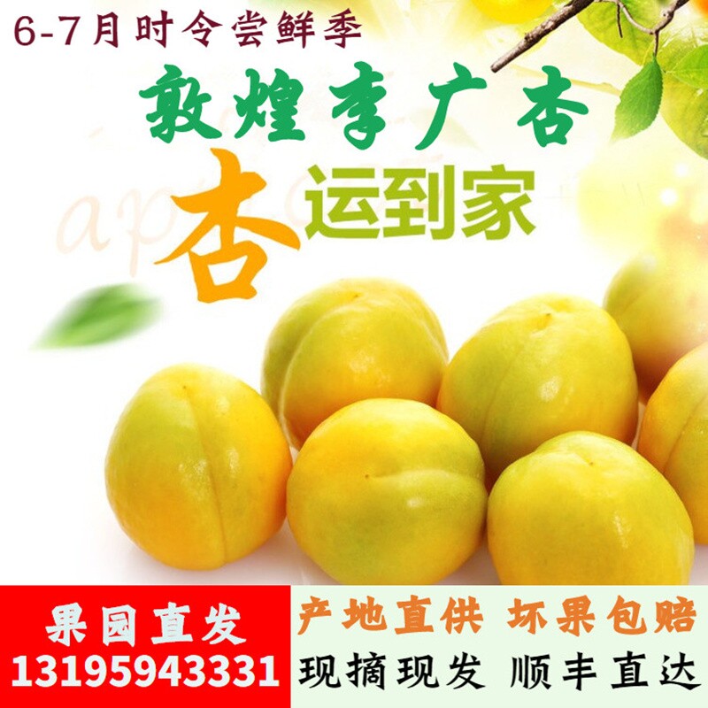 敦煌新鲜李广杏3斤顺丰包邮纪念