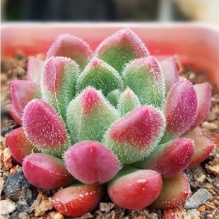 红唇 多肉植物多头群生老桩稀有品种美肉景天科 多肉盆栽大棚直发
