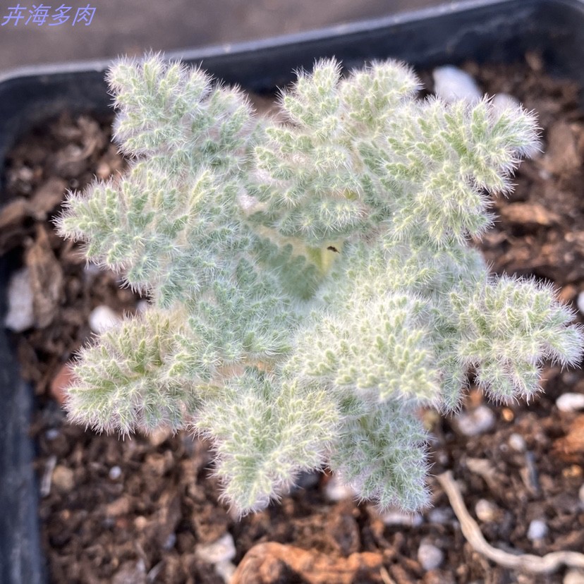 羽叶洋葵牻牛儿苗科天竺葵属稀有多肉植物盆栽绿植花卉块根老桩