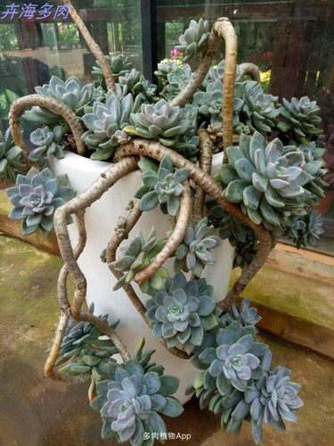 冬美人多肉植物阳台好养