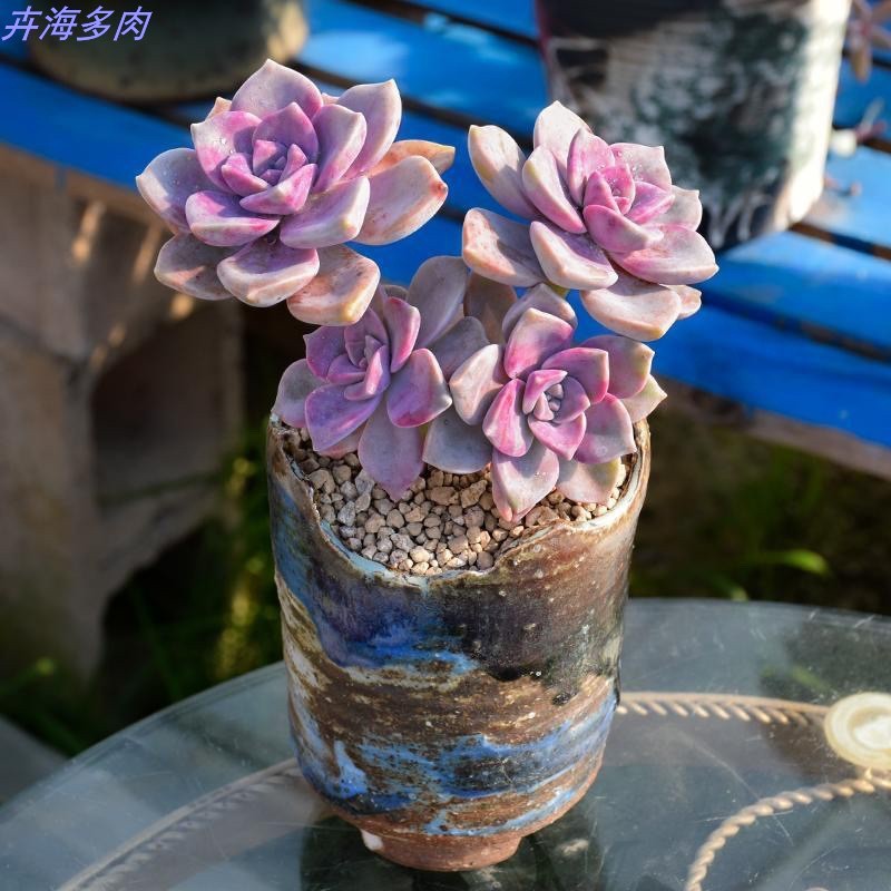 多肉植物紫乐群生多头老桩室内阳台桌面绿植园艺盆栽花新款超大萌