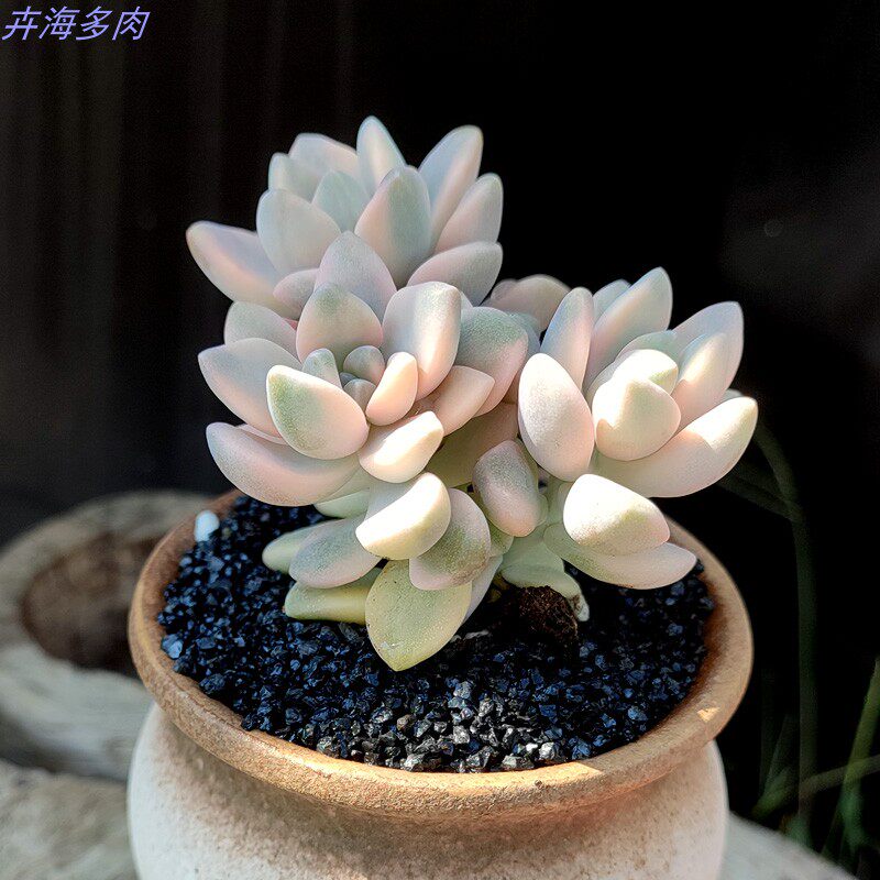 景天好养易爆盆美杏锦老桩多肉植物清仓室内阳台盆栽绿植花