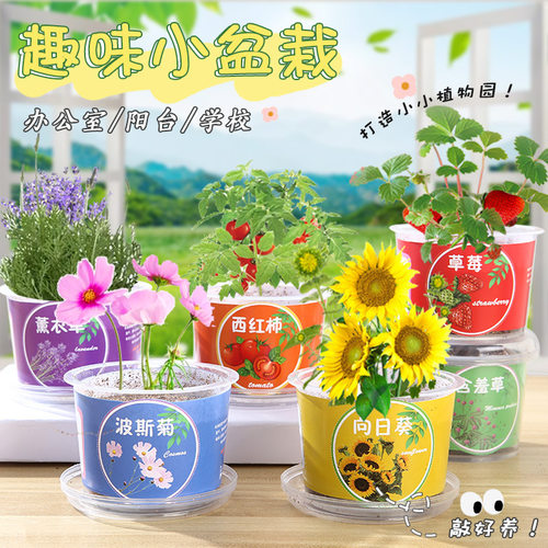 幼儿园植物观察生长发芽盆栽