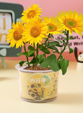 多肉迷你小盆栽桌面绿植微景观