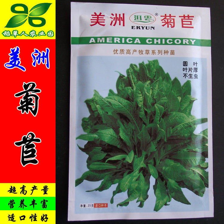 杂交美洲菊苣种子 牧草籽 适口好 肥猪草 耐盐碱 产量高 多年生
