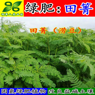 田箐种子 田菁青林果园固氮绿肥籽 青饲料牧草植物  改良盐碱土壤