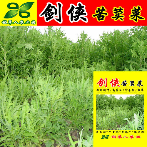 饲用苦荬菜种子 牧草籽牛羊鸡鸭鹅兔鱼肥猪草买卖麦麻 南北方包邮 - 封面