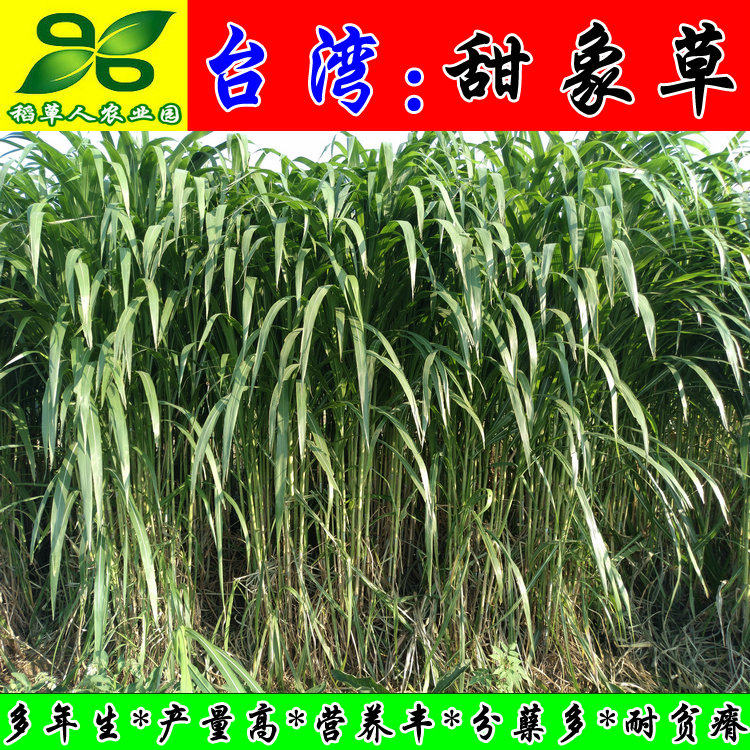 包邮台湾甜象草种芽 高产优质牛羊畜牧种子芽节茎秆 亩产可超32吨