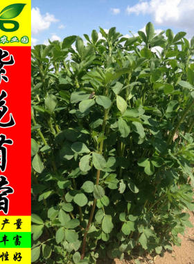 紫花苜蓿种子多年生牧草坪籽蜜源