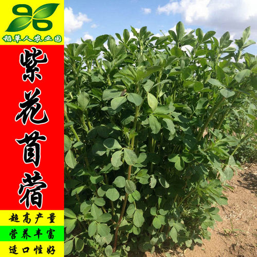 紫花苜蓿种子 多年生四季南北方牧草坪籽芽苗菜绿化蜜源绿肥包邮 - 封面