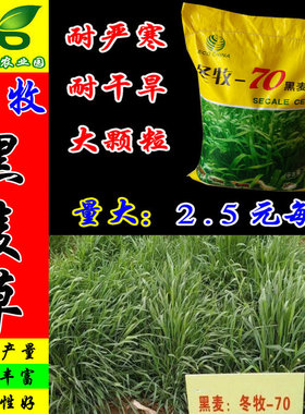 冬牧70黑麦草种子 耐寒高产猪牛羊鸡鸭鱼鼠兔畜禽北方牧草籽 包邮
