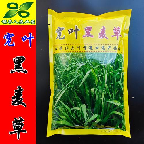 黑麦草宽叶四倍体种子