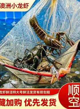 淡水养殖澳洲小龙虾蓝龙虾小青龙大虾特大号鲜活顺丰包邮5斤装
