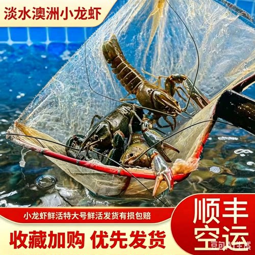 淡水养殖澳洲小龙虾蓝龙虾小青龙大虾特大号鲜活顺丰包邮5斤装