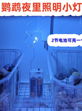 鹦鹉夜晚照明小夜灯有开关装