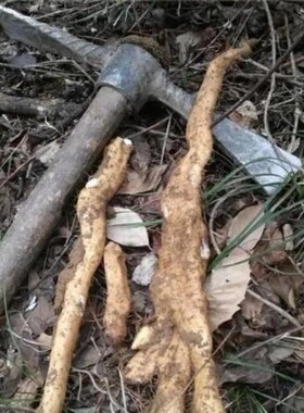 广西风铃野生山药新鲜带泥山薯非铁棍山药非垆土山药煲汤养生滋补