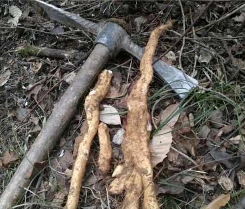 广西风铃野生山药新鲜带泥山薯非铁棍山药非垆土山药煲汤养生滋补