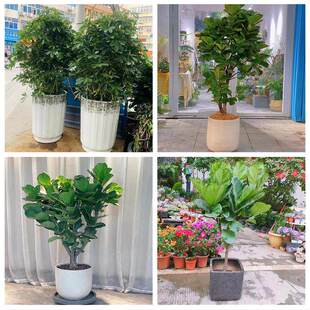 新居入伙店铺开张公司开业绿植花篮陕西延安市宜川县黄龙县黄陵县