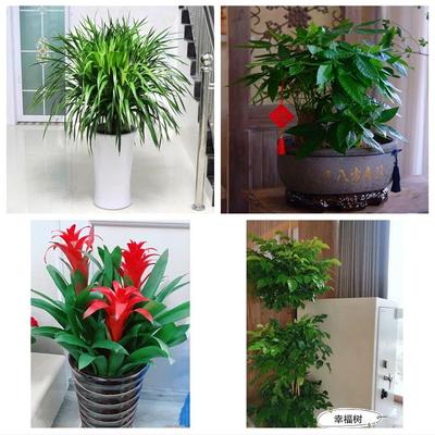 发财树幸福树送公司开业乔迁送巴音郭楞州库尔勒市轮台县同城花店