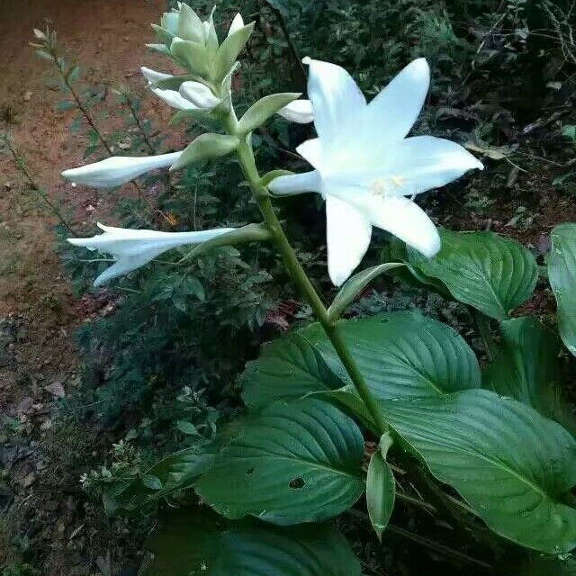 纯野生白玉簪纯白色花盆栽植物绿植盆栽