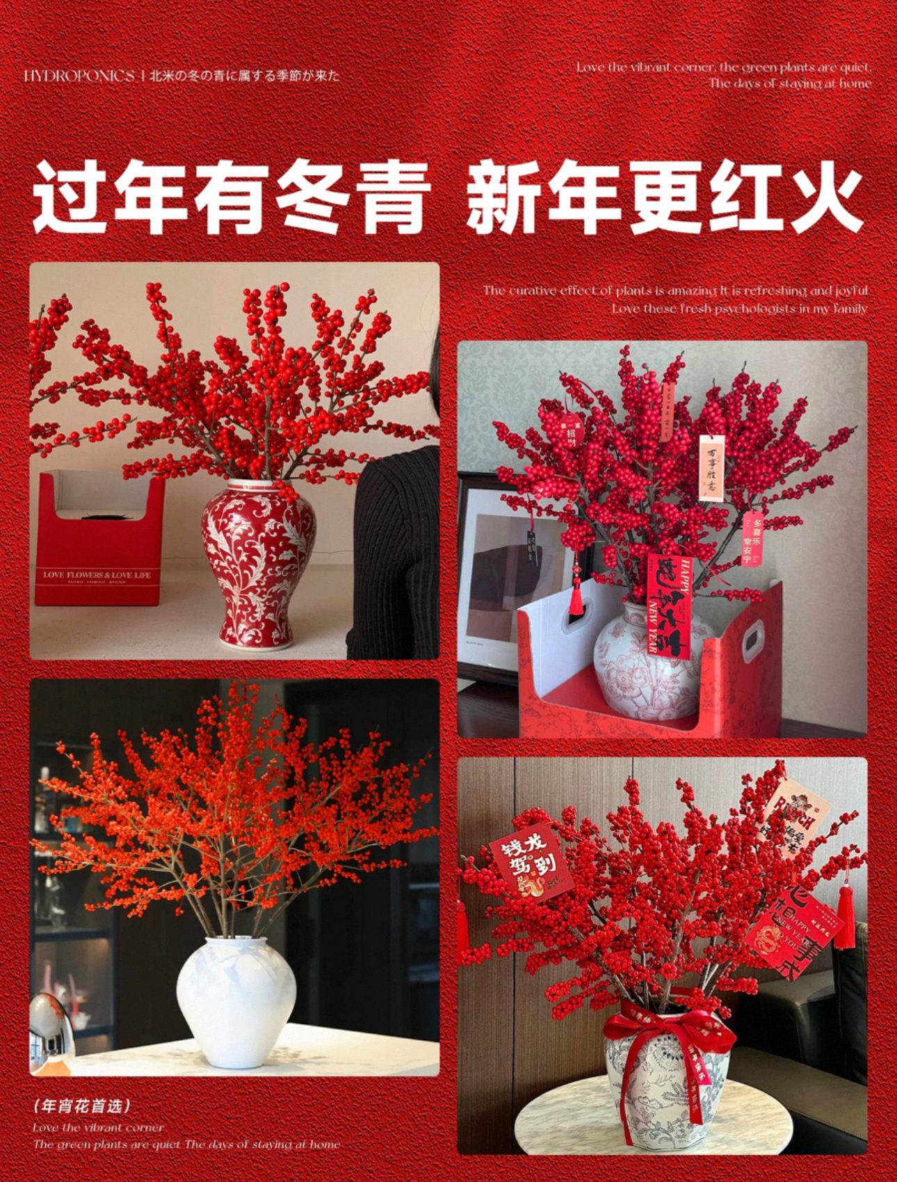 2把冬青福利价包邮顺丰