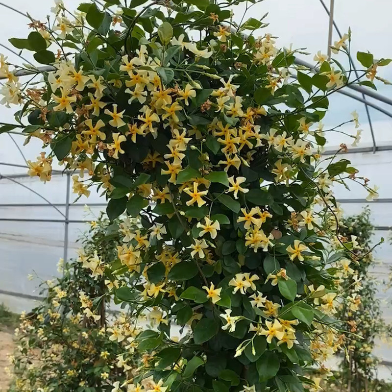 黄色浓香风车茉莉托斯卡纳之星耐寒耐热南北方庭院阳台多季开花