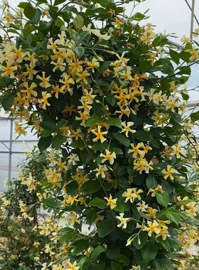 黄色浓香风车茉莉托斯卡纳之星耐寒耐热南北方庭院阳台多季开花
