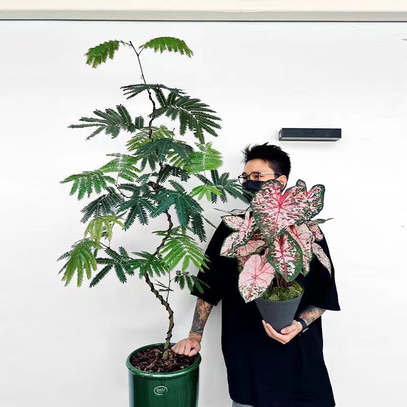 密叶猴耳环盆栽书房客厅美观