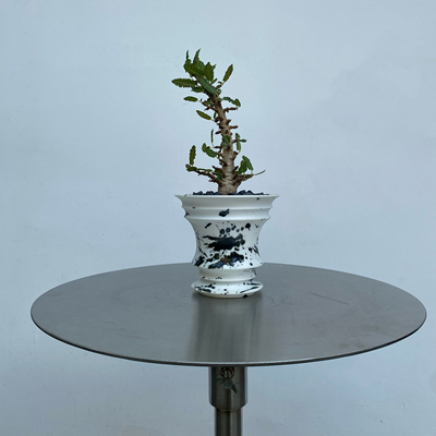 娜娜乳香Boswellia nana盆景乳香芳香块根植物盆栽绿植顺丰包邮