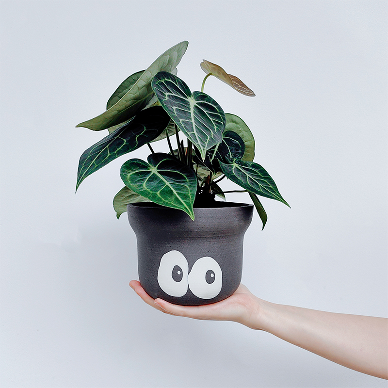 克莱恩花烛室内阳台吸甲醛