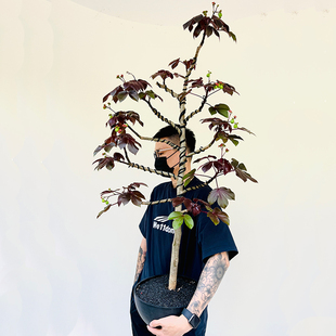 新鲜棉叶珊瑚花红叶麻风树新鲜麻枫树麻疯芙蓉木根枝叶苗客厅阳台