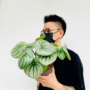 西瓜皮麒麟瓜椒草盆栽土培大圆叶稀有室内阳台桌面植物吸甲醛绿植
