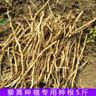 藜蒿根种苗芦蒿根种根柳蒿种子泥蒿根水蒿根蓠蒌蒿根老根种籽