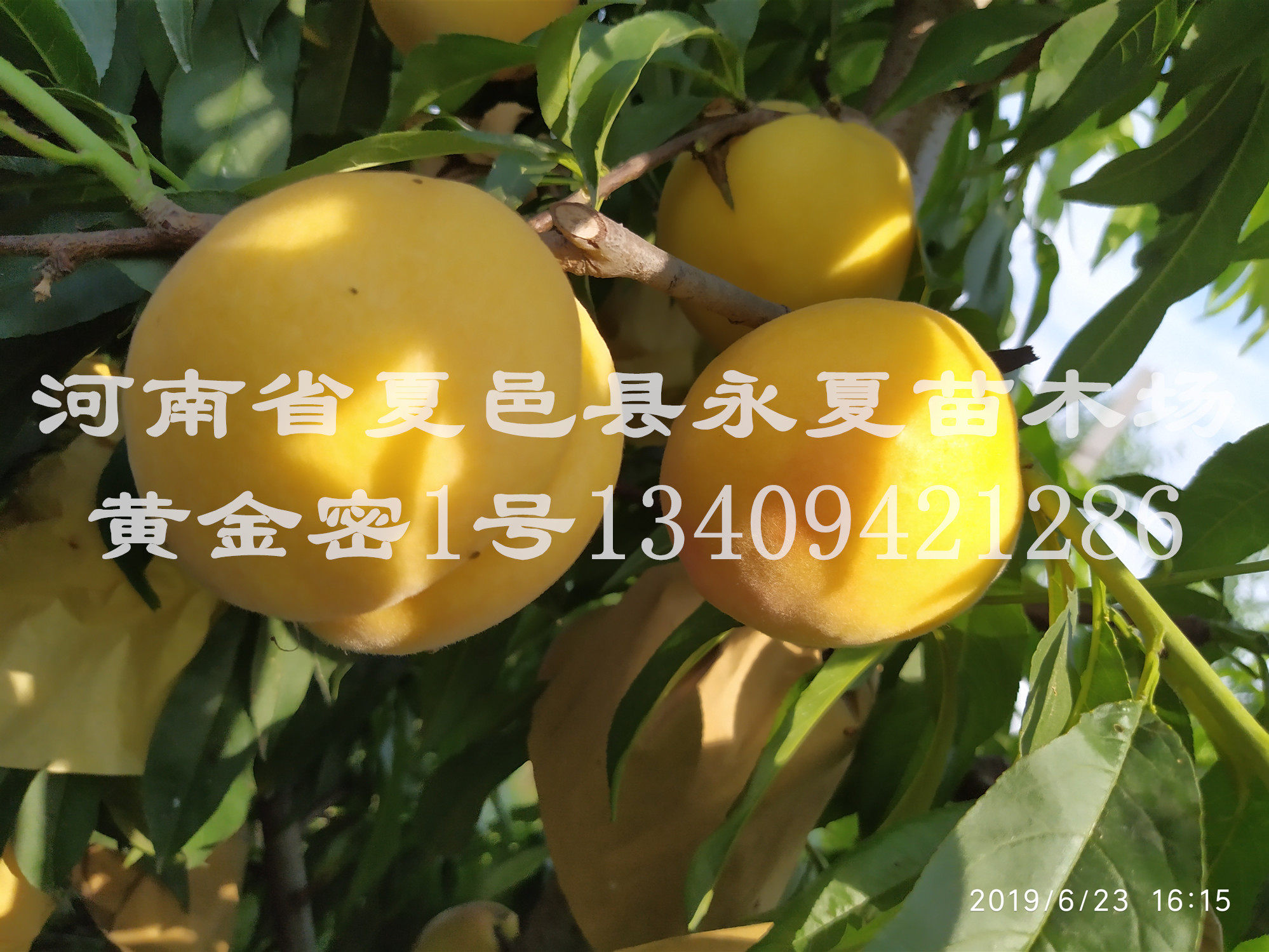 新黄金密1号桃苗锦春黄桃苗黄金密一号桃苗极早熟新品种黄桃苗