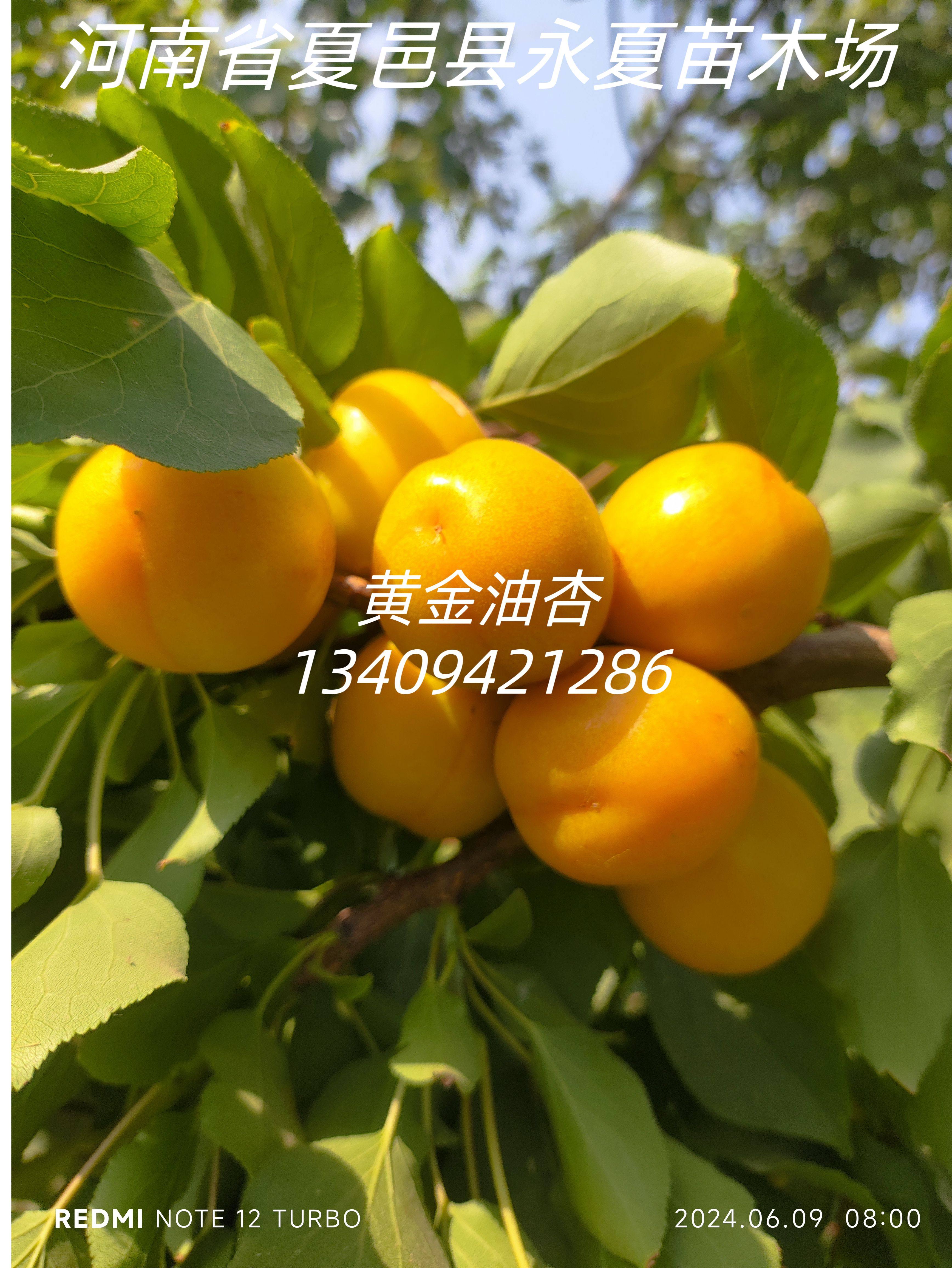 黄金油杏杏树苗特甜杏黄金小油杏苗新品种杏树苗