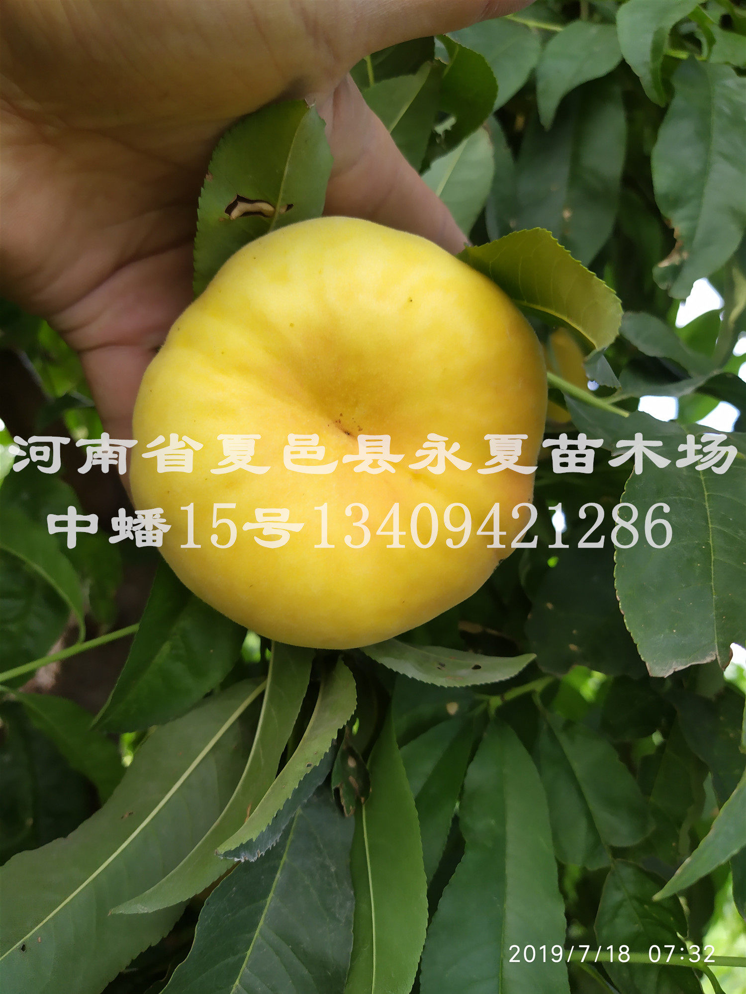 中蟠15号桃苗黄金蟠桃树苗金蟠13-15桃苗新品种特大毛蟠盘桃苗