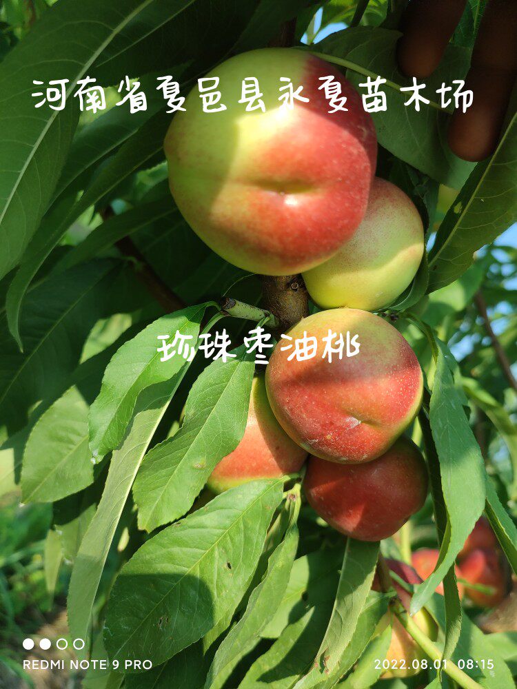 珍珠枣油桃苗迷你3号小油桃苗袖珍离核网红爆款小油桃果树苗接穗