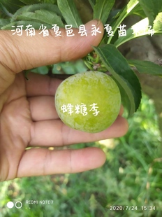 正宗蜂糖李子树苗嫁接苗贵州六马蜂蜜李子盆栽种植苗青脆李