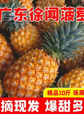 广东徐闻菠萝水果10斤当季香水菠萝新鲜凤梨湛江小菠萝非云南整箱