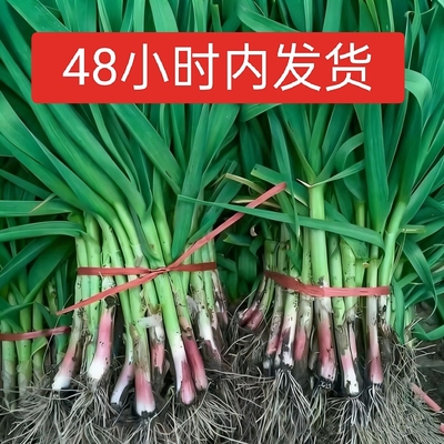 河南中牟蒜苗红根新鲜现挖大蒜蒜苗新鲜