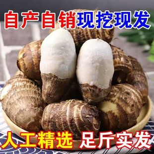 河南毛芋头香糯新鲜小芋头荔浦软糯批发香芋艿蔬菜 芋头 今当季