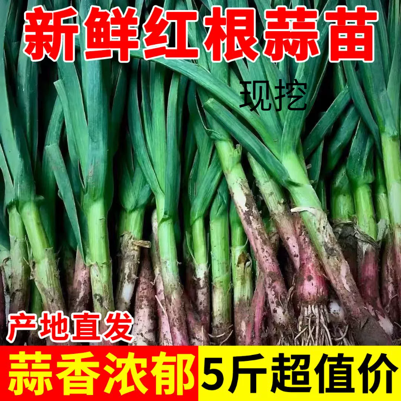河南红皮蒜苗新鲜大蒜苗5斤1斤红根大蒜青蒜苗当季蔬菜现挖农家菜
