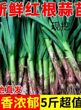 河南红皮蒜苗新鲜大蒜苗5斤1斤红根大蒜青蒜苗当季蔬菜现挖农家菜
