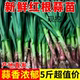河南红皮蒜苗新鲜大蒜苗5斤1斤红根大蒜青蒜苗当季 蔬菜现挖农家菜