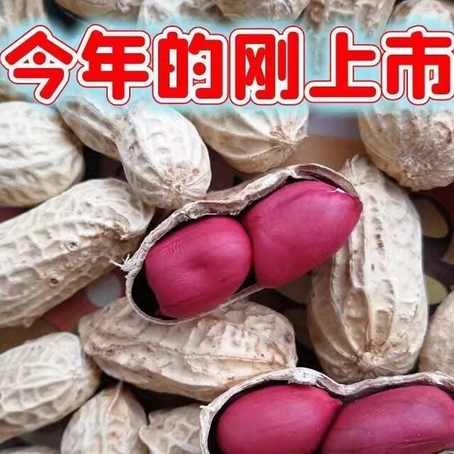 今年新货新鲜晒干红皮花生带壳两粒红皮花生大颗粒红皮花生红衣