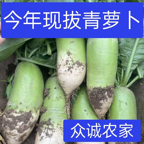 河南青头萝卜本地应季现拔青萝卜微辣青皮老品种萝卜