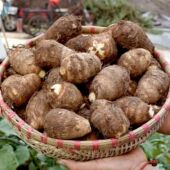 河南芋头牛奶小芋头新鲜毛芋头现挖奶油芋艿软糯丝滑当季 蔬菜