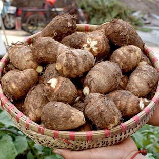 河南芋头牛奶小芋头新鲜毛芋头现挖奶油芋艿软糯丝滑当季 蔬菜