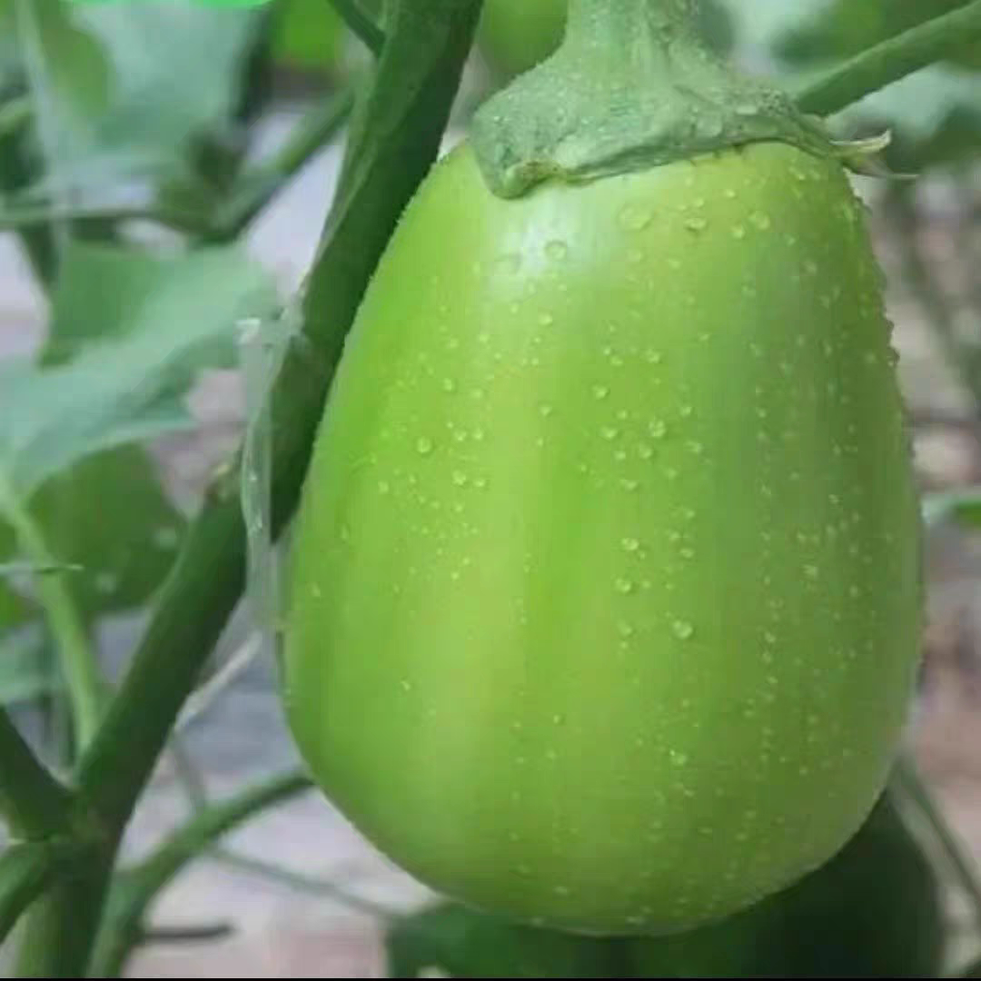 河南当季新鲜青茄子现摘现发5斤3斤装鲜嫩食用