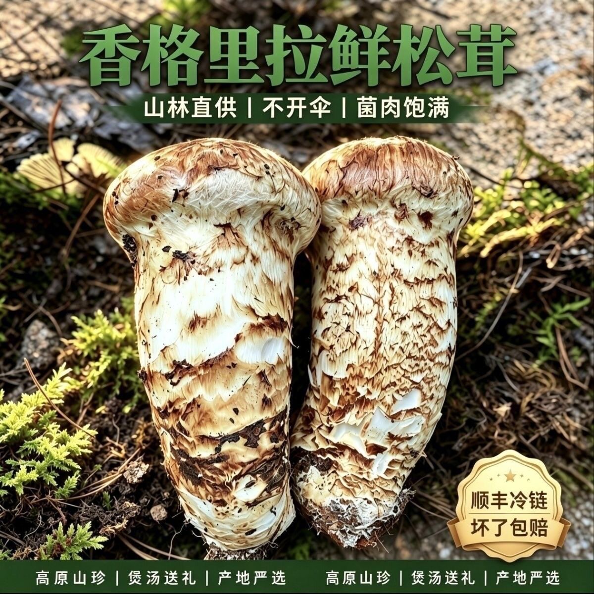 2026香格里拉新鲜松茸纯野生菌磨菇云南特产出口级不开伞精品松茸